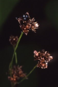 00226 Luzula echinata_mod21.jpg